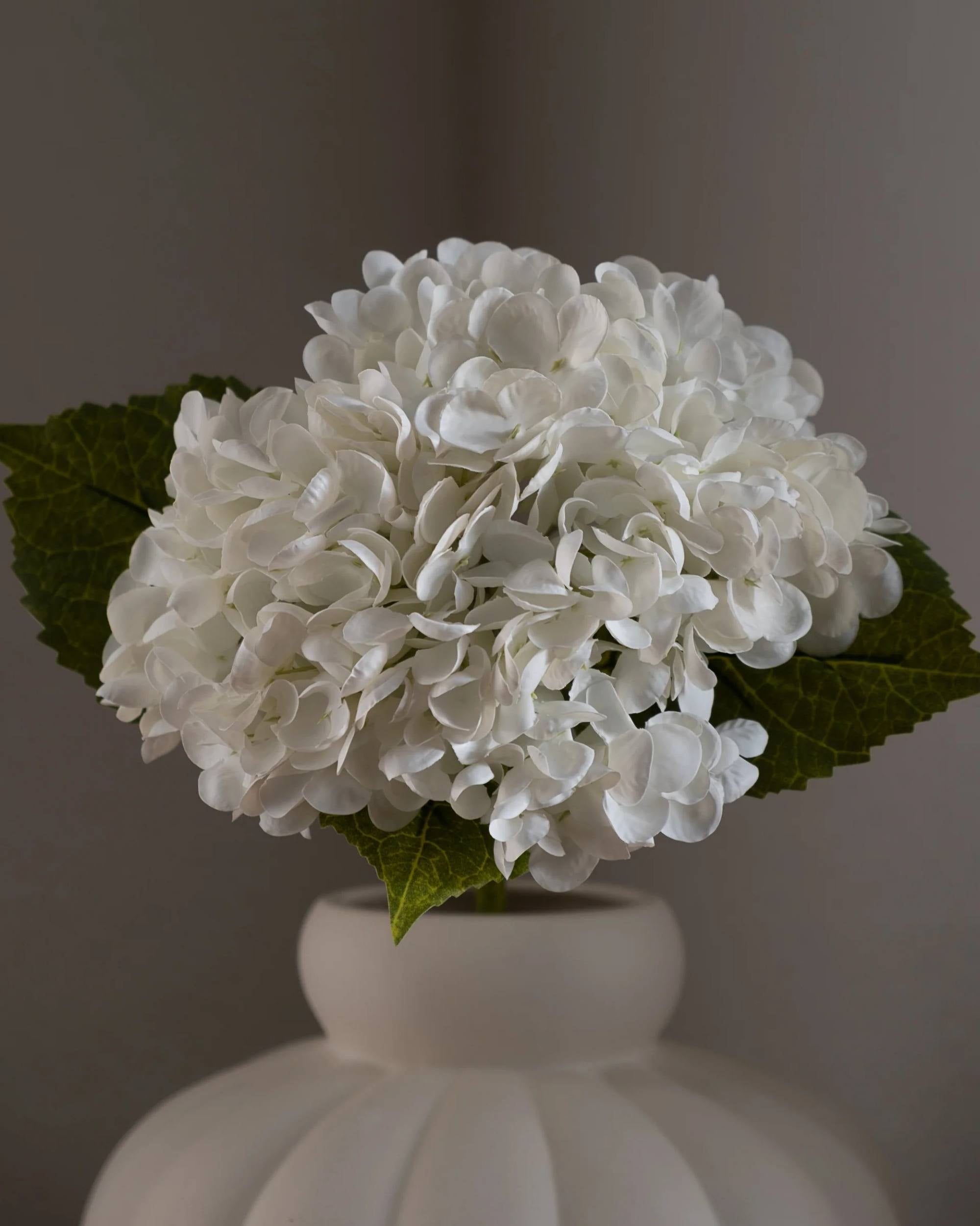 Hortensia fra Amarante (1 stk)