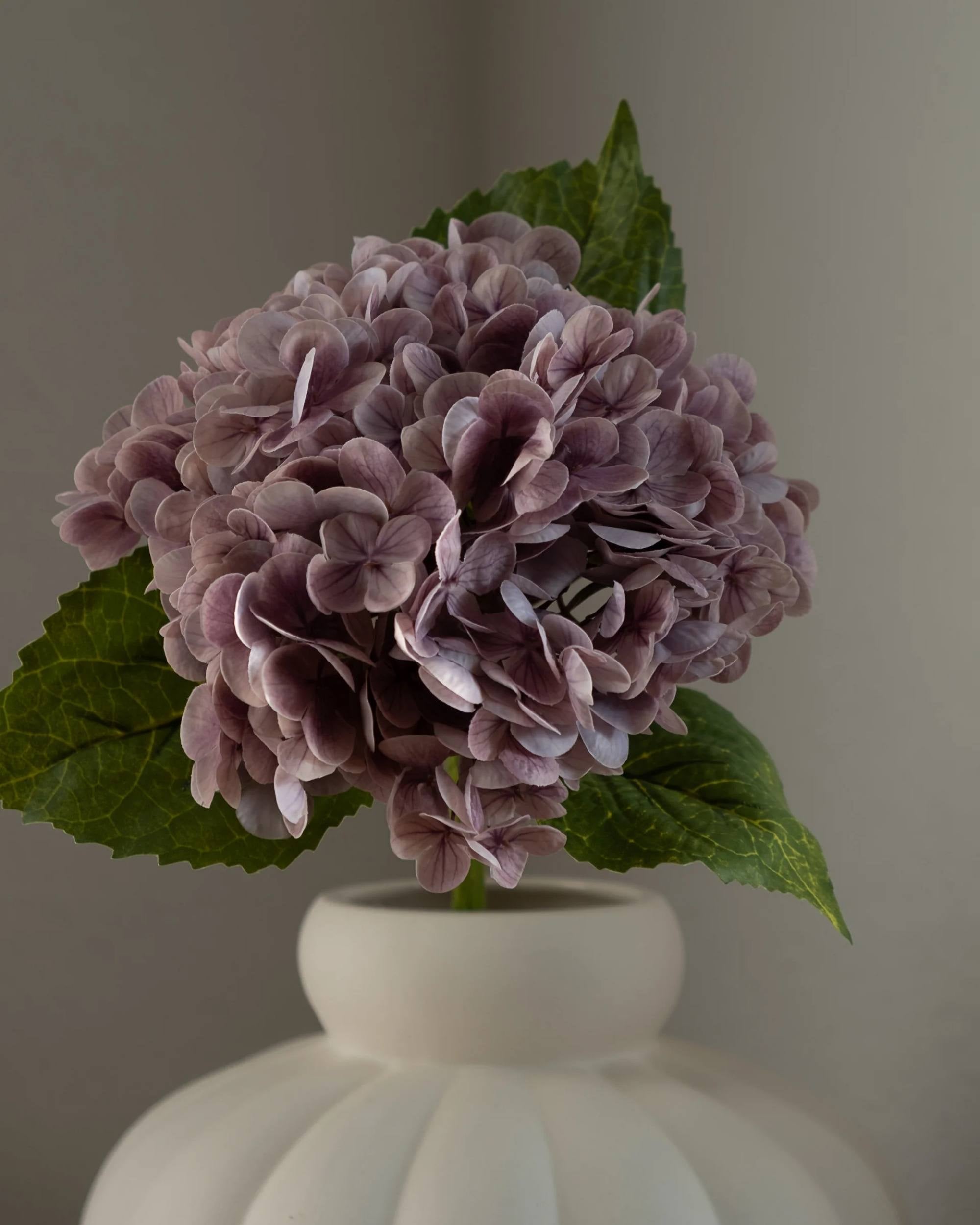 Hortensia fra Amarante (1 stk)