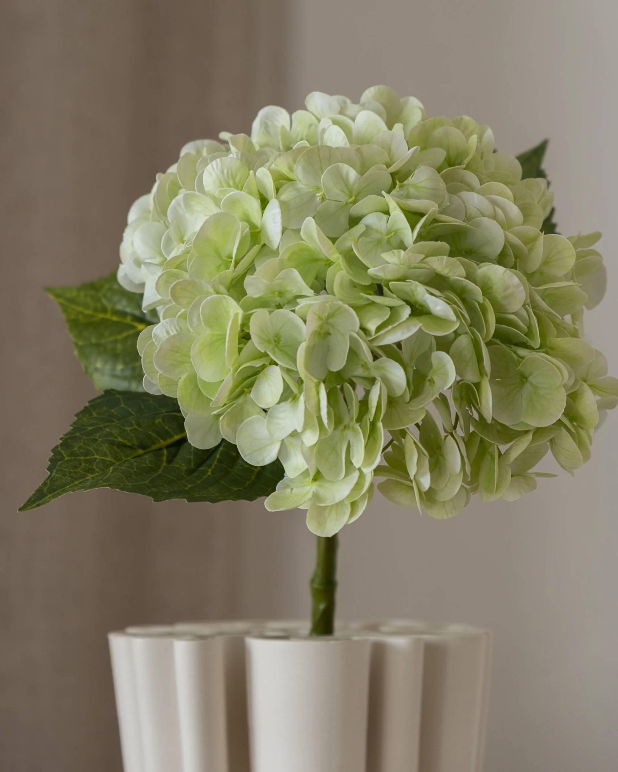 Hortensia fra Amarante (1 stk)