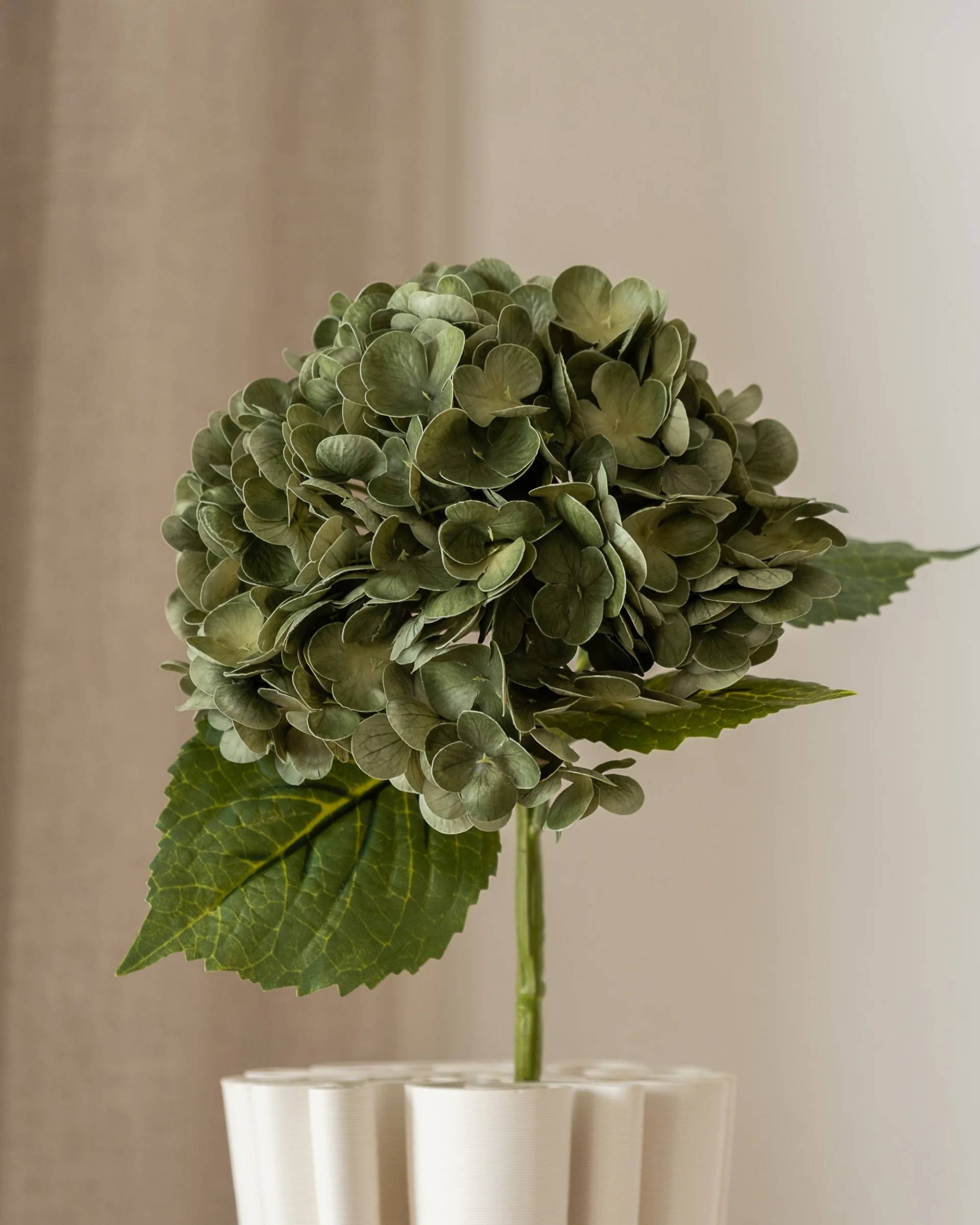 Hortensia fra Amarante (1 stk)