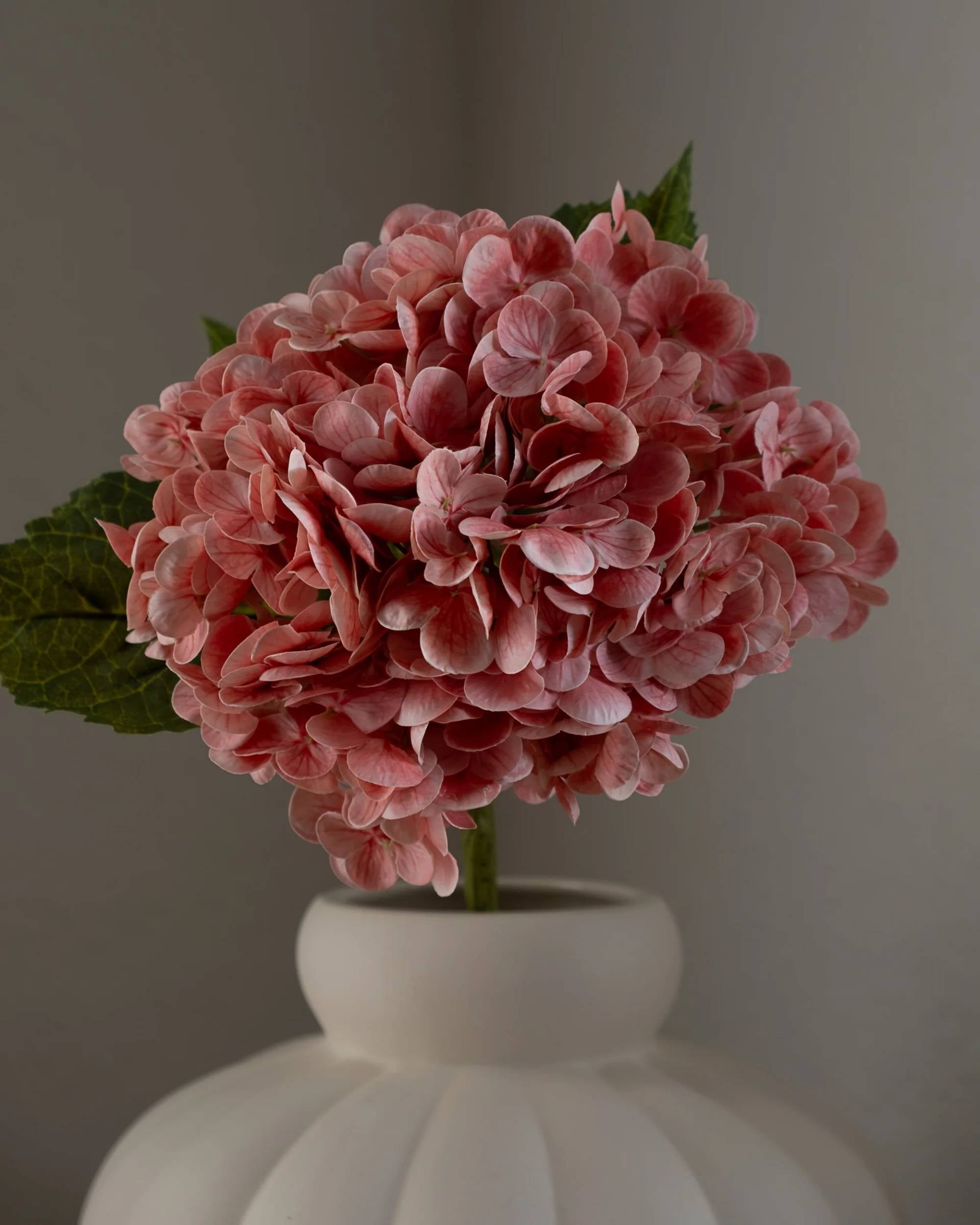 Hortensia fra Amarante (1 stk)