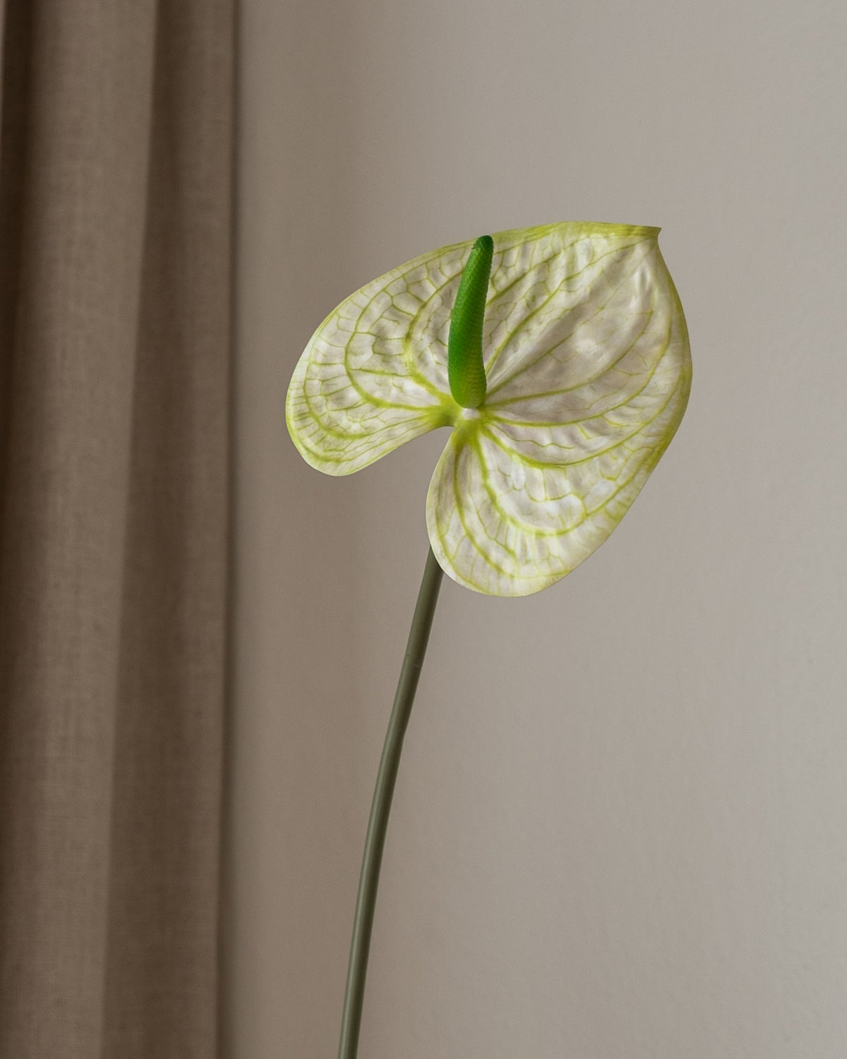 Nærbilde av Amarante Anthurium kunstblomst i kremhvit med grønne årer, og grønn kolbe, for et moderne uttrykk.