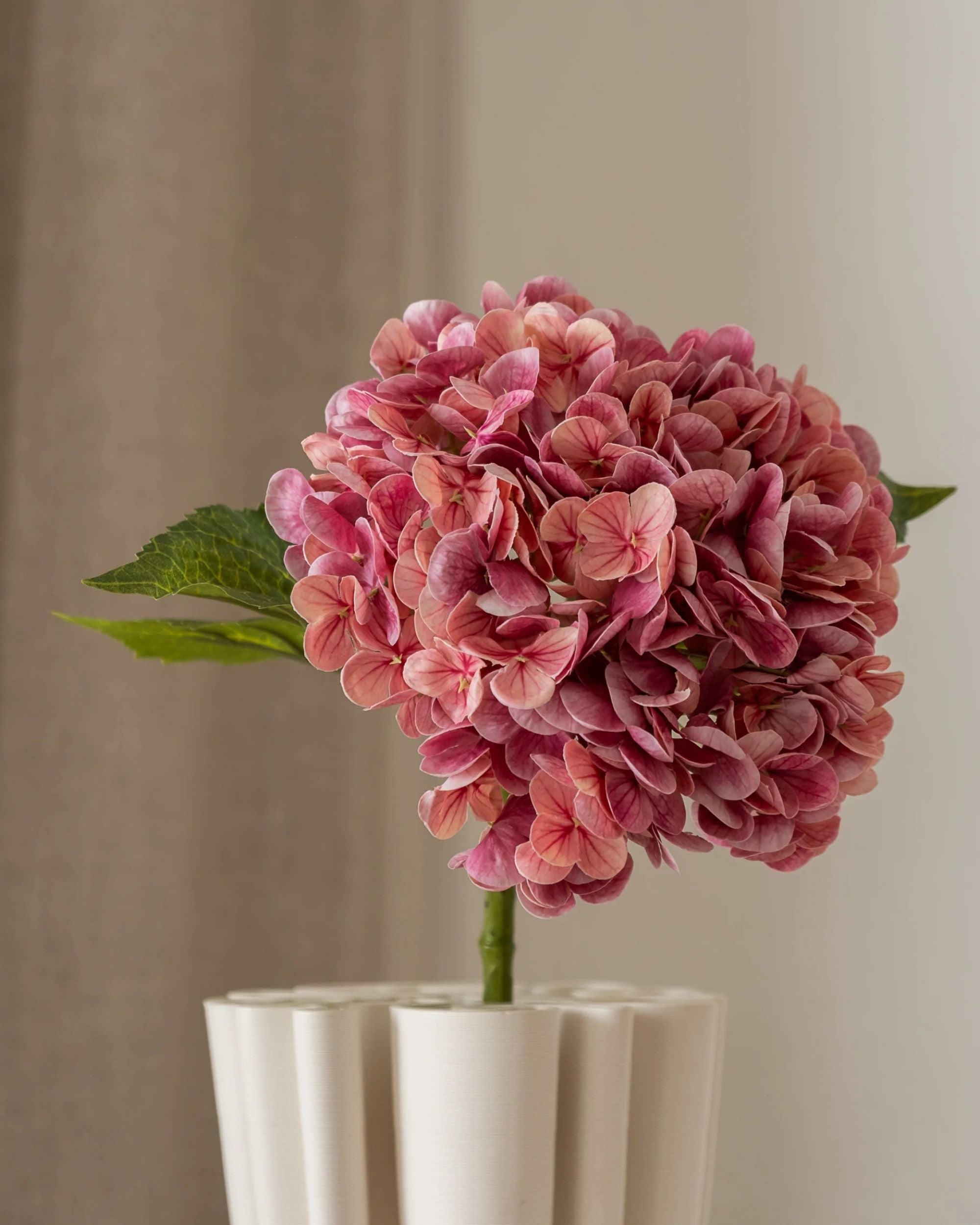 Hortensia fra Amarante (1 stk)