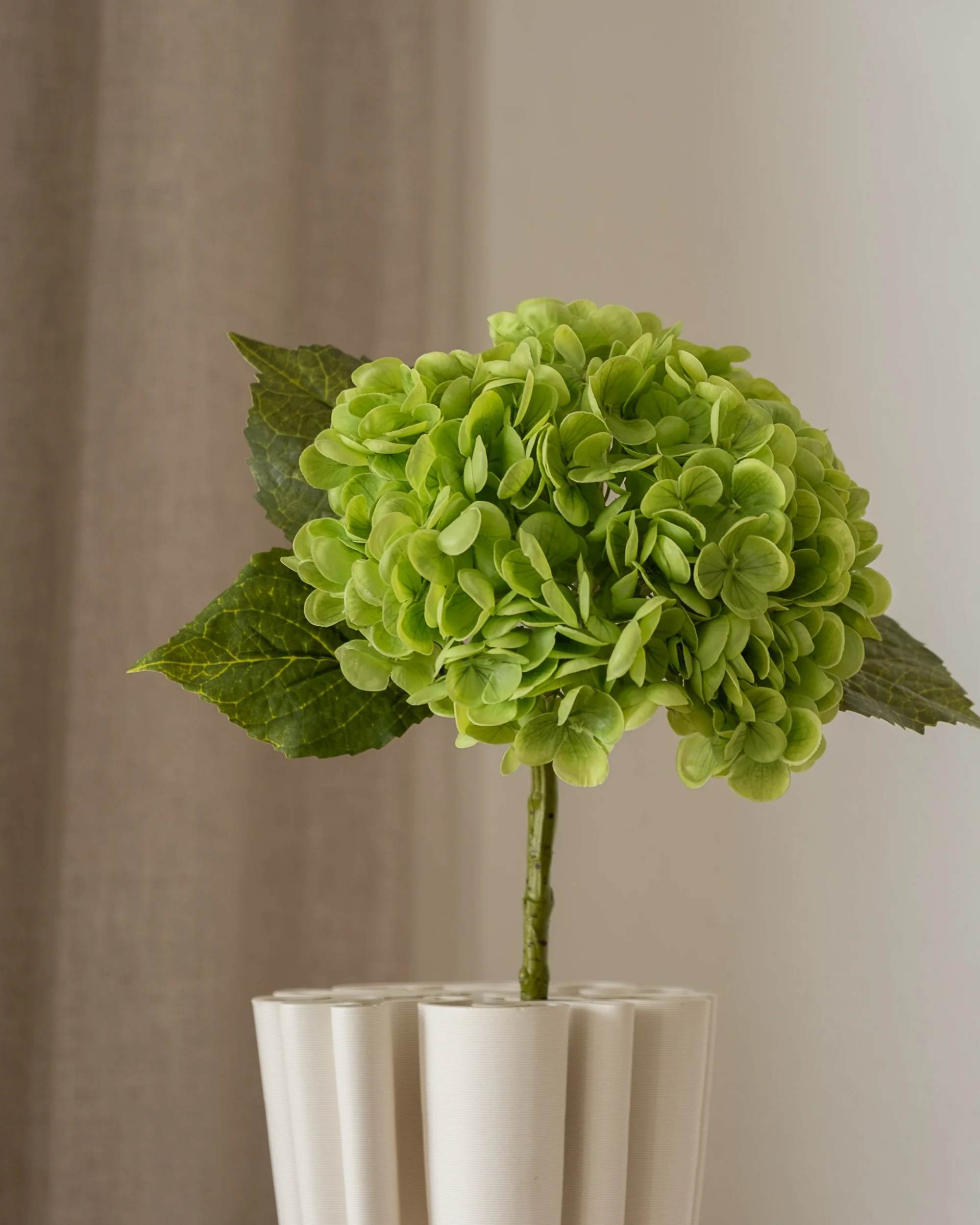 Hortensia fra Amarante (1 stk)