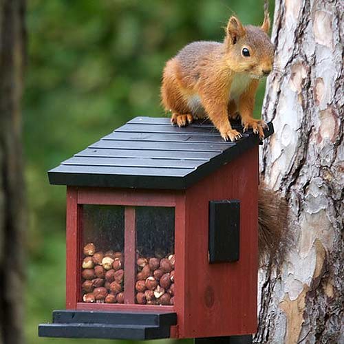 Sjekk ut ekornene når de koser seg med hasselnøtter - fra Wildlifegarden